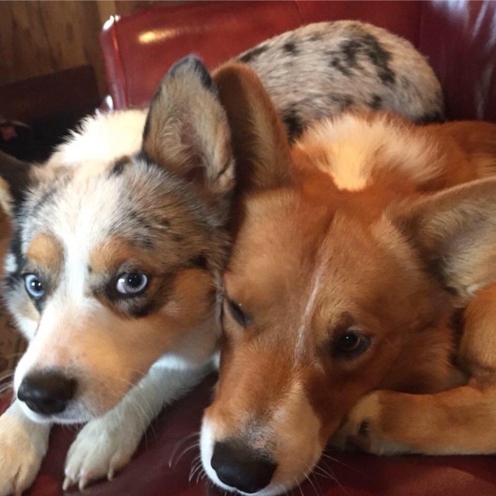 Meet your Posher, Arra